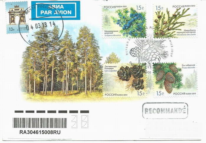 2013俄罗斯杉树 001.jpg